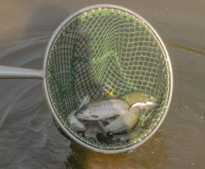 Zarybnenie pstruhom duhovm