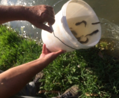 Vek Dravce boli zarybnen sumcom zpadnm