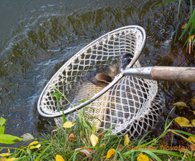 Zarybnenie Jese 2023