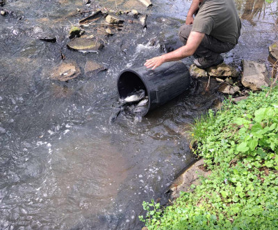 Zarybnenie pstruhom dhovm 2024