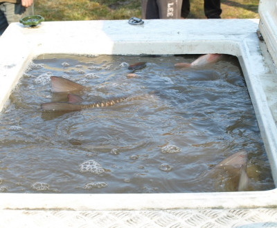 Vlov rybnka v Petrovci 24.3.2018