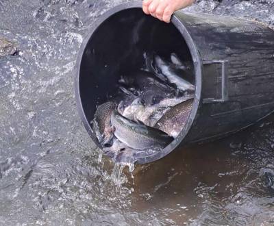 Zo zaribnen a vlovov