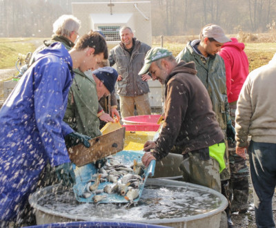 Zarybnenie Mtnej a adova