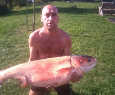 Tolstolobik, Vek Dravce