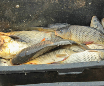 Vlov rybnka v Tomaovciach