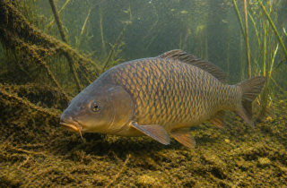 Aktuality: Preteky v love kapra