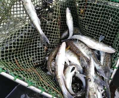 Jesenn zarybnenie zubom a ukou