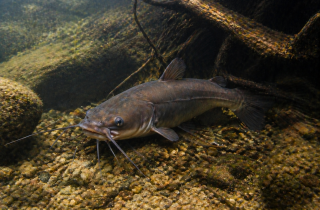 Aktuality: Preteky v love sum�eka hned�ho /americk�ho/