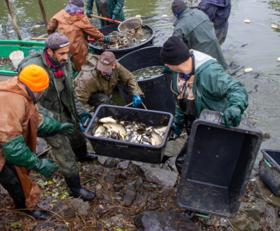 Vlov rb v Parku a v Petrovci - 2021