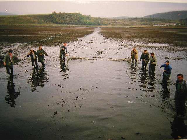 Výlov rybníka pri obci Zelené v roku 1996-12